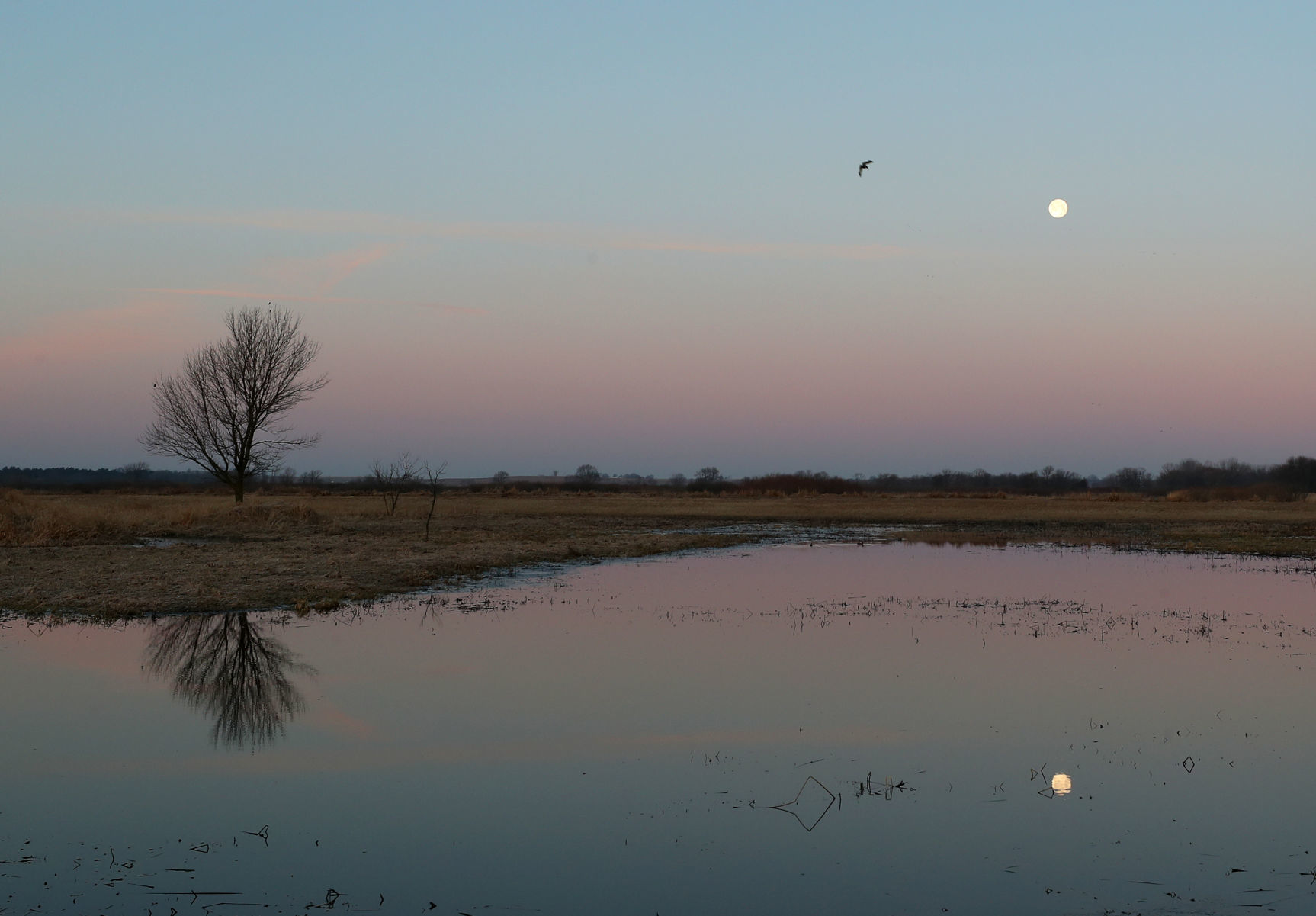 031020bp-wild-art-big-marsh-06